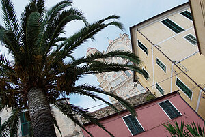 Cervo